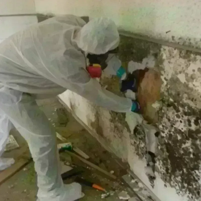 Mold Remediation and Removal in Carolina Shores, NC